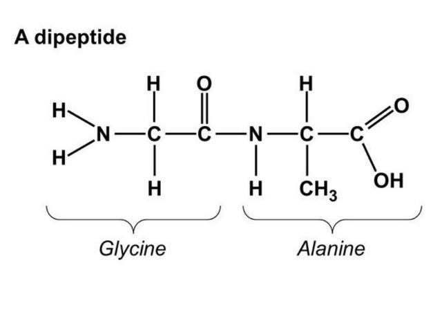 Dipeptide And Amino Acid To Form Tripeptide