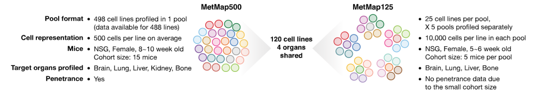 首张“癌症转移图谱”问世！集合500个人类癌细胞系转移规律